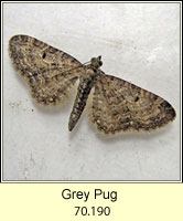 Grey Pug
