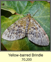 Yellow-barred Brindle, Acasis viretata