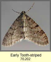 Early Tooth-striped, Trichopteryx carpinata