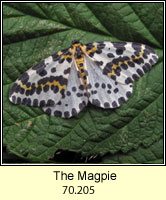 Magpie Moth, Abraxas grossulariata