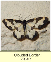 Clouded Border, Lomaspilis marginata