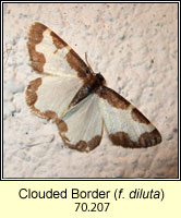 Clouded Border, Lomaspilis marginata