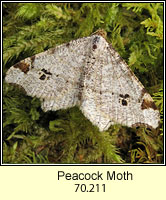 Peacock Moth, Macaria notata