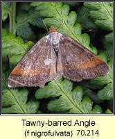 Tawny-barred Angle, Macari liturata f nigrofulvata