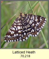 Latticed Heath, Chiasmia clathrata