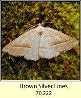 Brown Silver Lines, Petrophora chlorosata