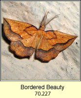 Bordered Beauty, Epione repandaria