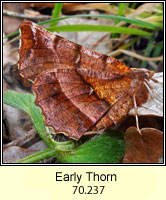 Early Thorn, Selenia dentaria