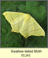 Swallow-tailed Moth, Ourapteryx sambucaria