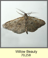 Willow Beauty, Peribatodes rhomboidaria