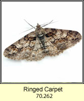 Ringed Carpet, Cleora cinctaria