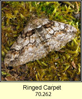Ringed Carpet, Cleora cinctaria