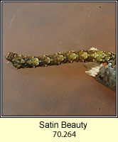 Satin Beauty, Deileptenia ribeata (caterpillar)