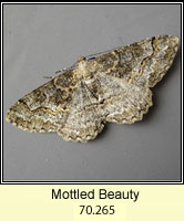 Mottled Beauty, Alcis repandata
