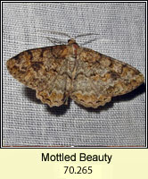 Mottled Beauty, Alcis repandata