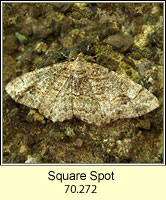 Square Spot, Paradarisa consonaria