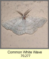 Common White Wave, Cabera pusaria