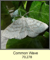 Common Wave, Cabera exanthemata