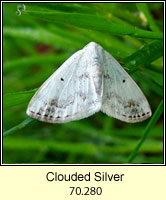 Clouded Silver, Lomographa temerata