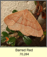Barred Red, Hylaea fasciaria