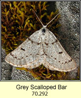 Grey Scalloped Bar, Dyscia fagaria