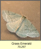 Grass Emerald, Pseudoterpna pruinata