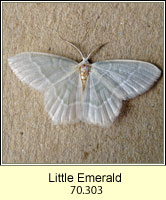 Little Emerald, Jodis lactearia