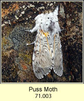 Puss Moth, Cerura vinula