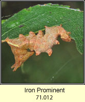 Iron Prominent, Notodonta dromedarius