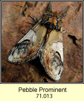 Pebble Prominent, Notodonta ziczac