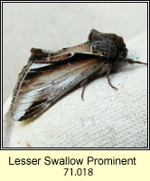 Lesser Swallow Prominent, Pheosia gnoma