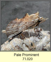 Pale Prominent, Pterostoma palpina