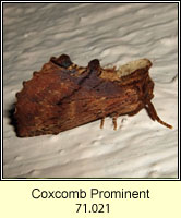Coxcomb Prominent, Ptilodon capucina