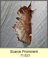 Scarce Prominent, Odontosia carmelita