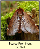 Scarce Prominent, Odontosia carmelita