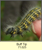Buff Tip, Phalera bucephala (caterpillar)