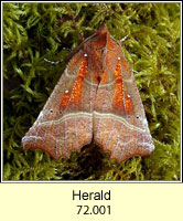 The Herald, Scoliopteryx libatrix