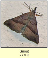 The Snout, Hypena proboscidalis
