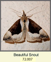 Beautiful Snout, Hypena crassalis