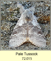 Pale Tussock, Calliteara pudibunda