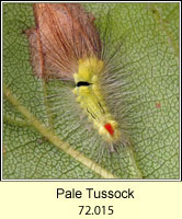 Pale Tussock, Calliteara pudibunda (caterpillar)
