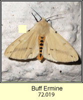 Buff Ermine, Spilosoma luteum