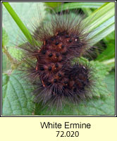 White Ermine, Spilosoma lubricipeda (caterpillar)