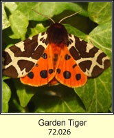 Garden Tiger, Arctia caja