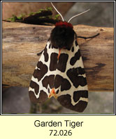 Garden Tiger, Arctia caja