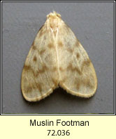 Muslin Footman, Nudaria mundana