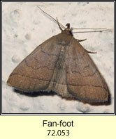 The Fan-foot, Zanclognatha tarsipennalis
