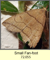 Small Fan-foot, Herminia grisealis
