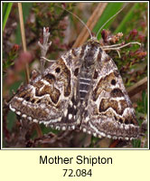 Mother Shipton, Callistege mi