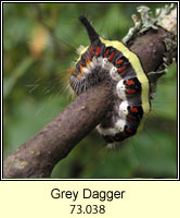 Grey Dagger, Acronicta psi (caterpillar)